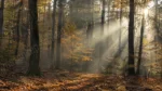 Aranyerdő fényei – prémium vászonkép