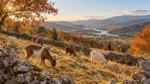 Őszi legelő fényei – prémium vászonkép