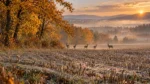 Aranyló Hajnal – prémium vászonkép